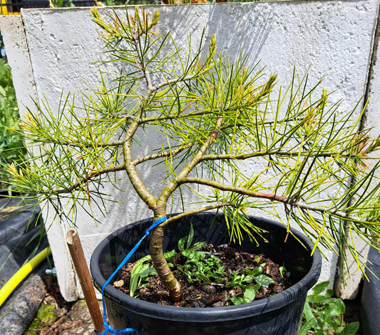 Pinus bungeana - Lacebark pine 30 cm