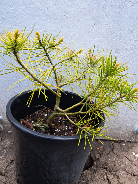 Pinus bungeana - Lacebark pine 20 cm - Raritate