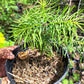 Brad de Colorado - Abies concolor