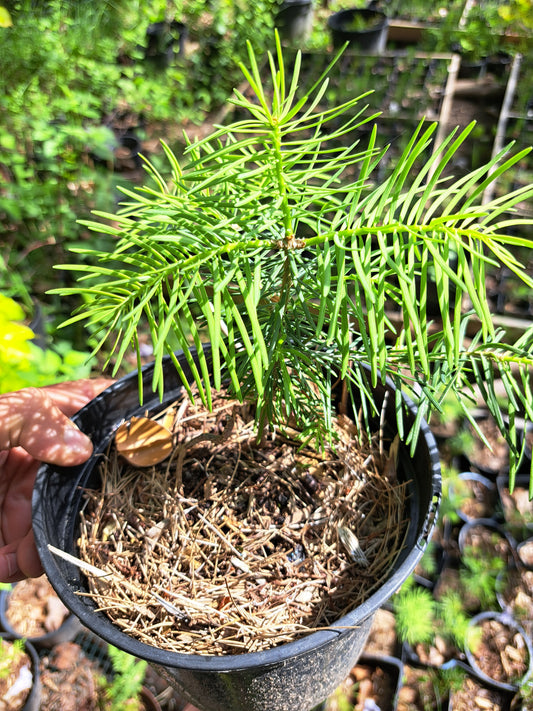 Brad de Colorado - Abies concolor