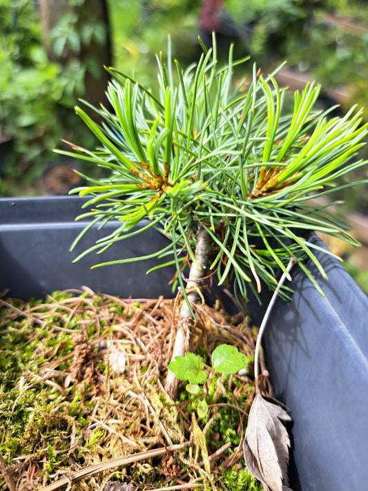 Pin alb japonez - Pinus parviflora - 10 cm