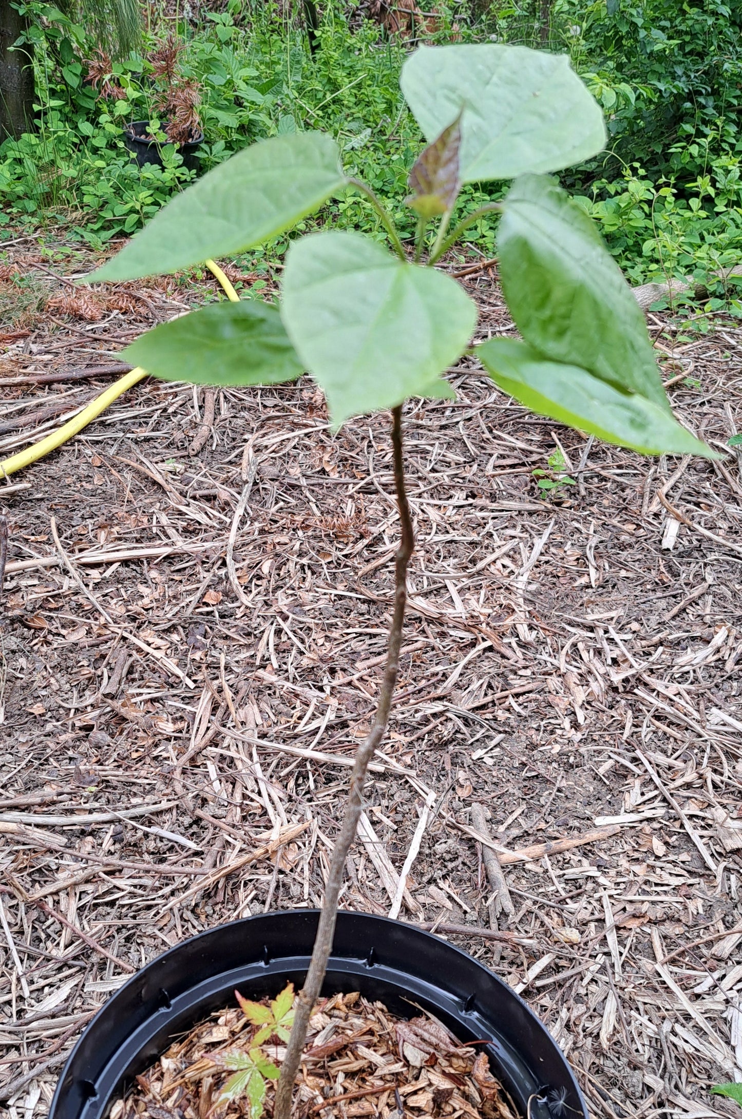 Catalpa bignonioides