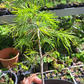 Brad de Colorado - Abies concolor