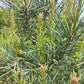 Pinus sylvestris 'Glauca'