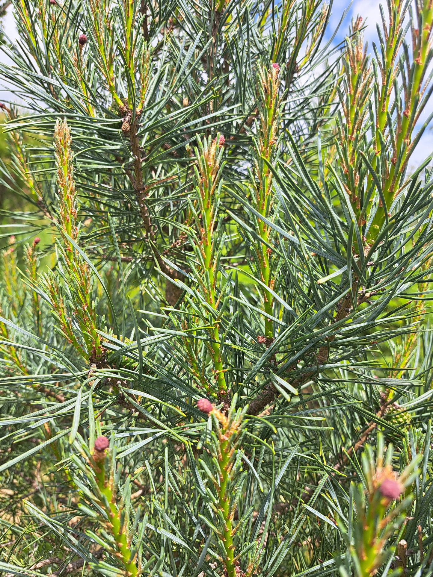 Pinus sylvestris 'Glauca'