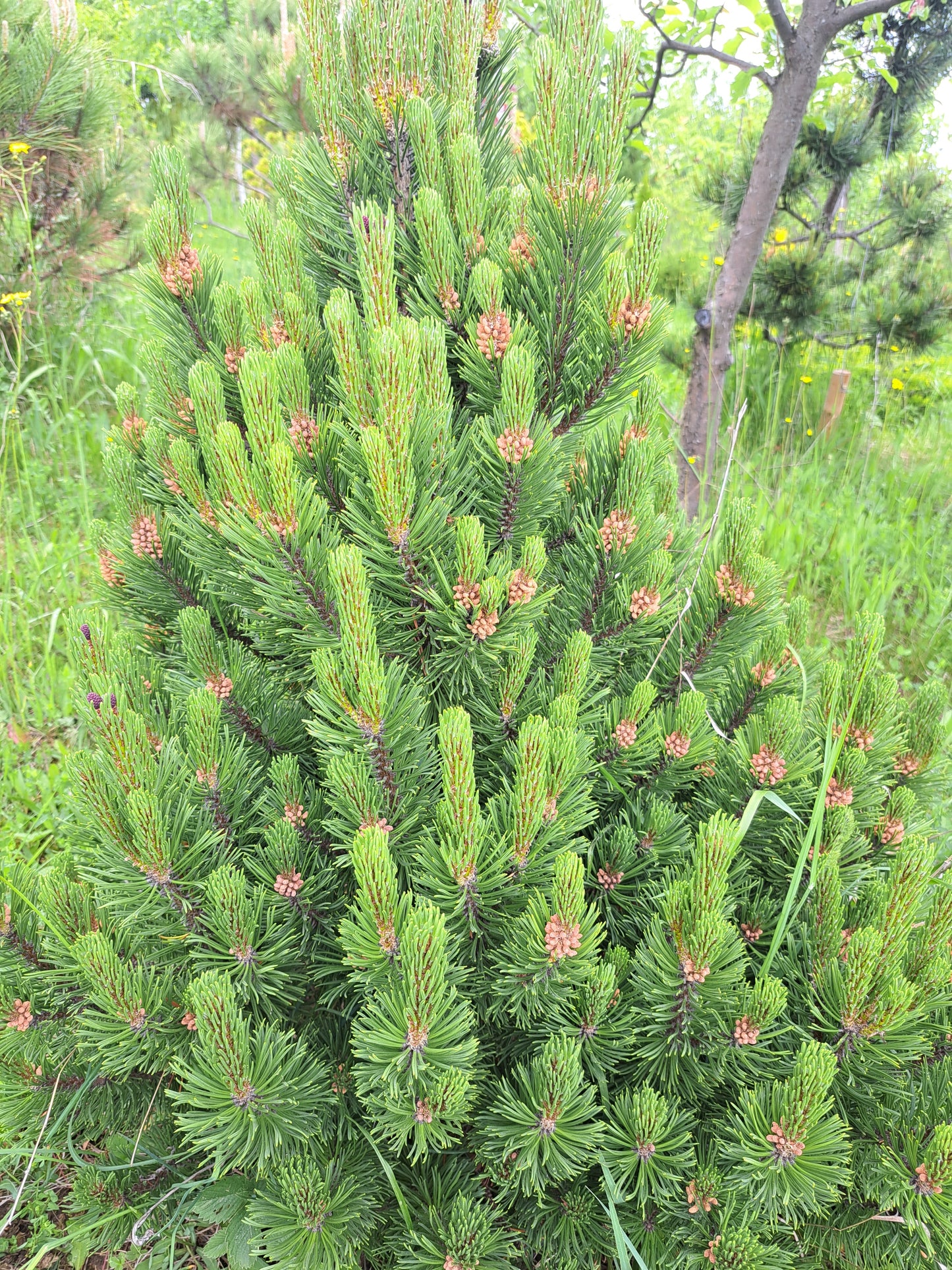 Pinus mugo 'Humpy'