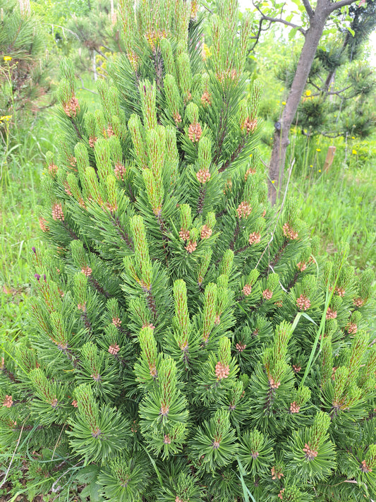 Pinus mugo 'Humpy'