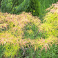 Artar japonez 'Koto-no-ito' - Acer palmatum 'Koto-no-ito'