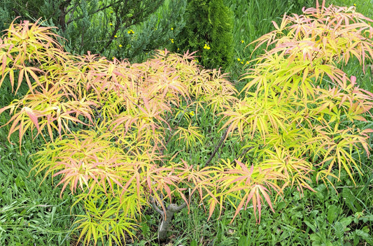 Artar japonez 'Koto-no-ito' - Acer palmatum 'Koto-no-ito'