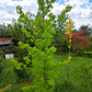 Liquidambar styraciflua -arborele de guma