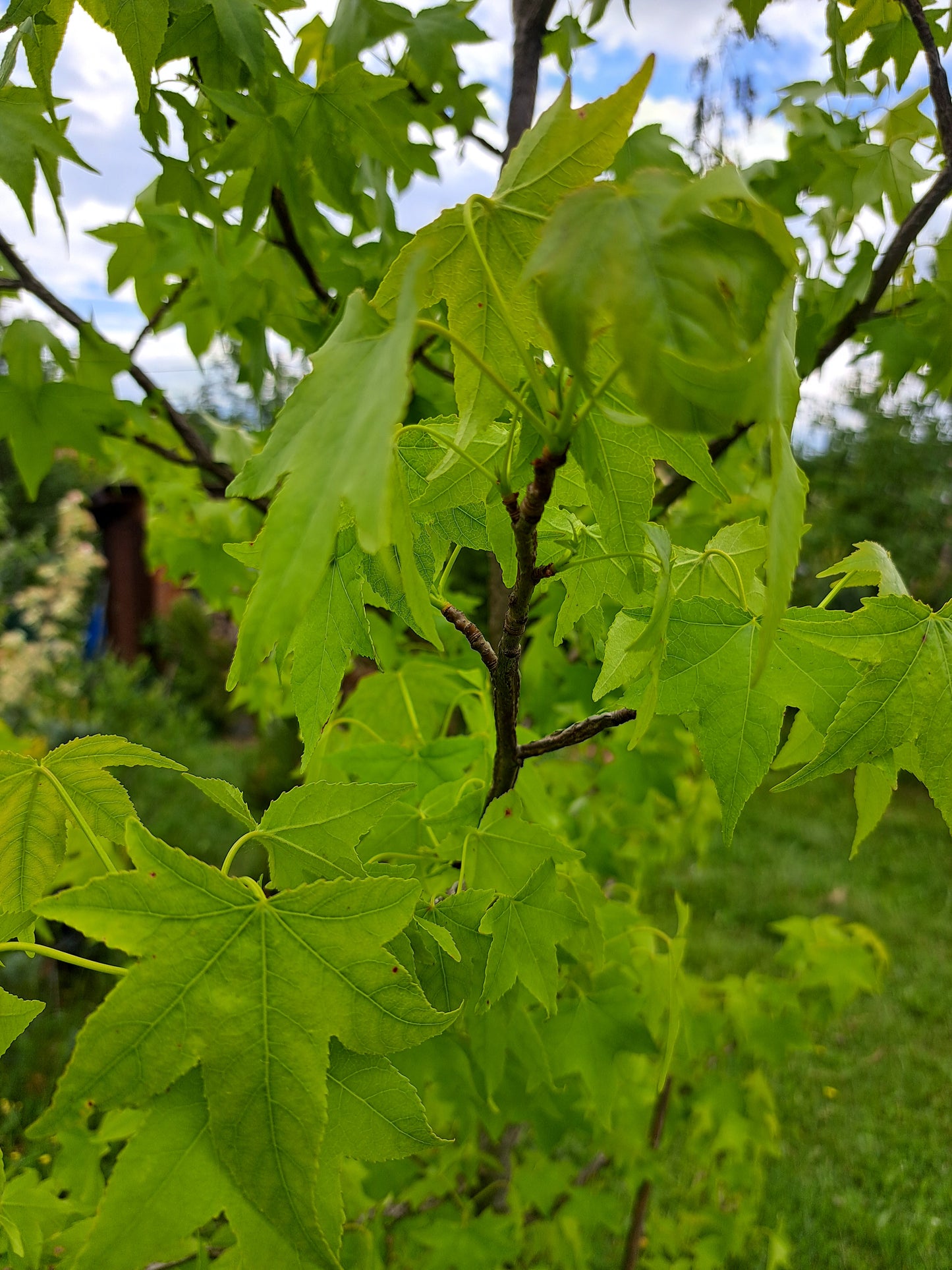 Liquidambar styraciflua -arborele de guma
