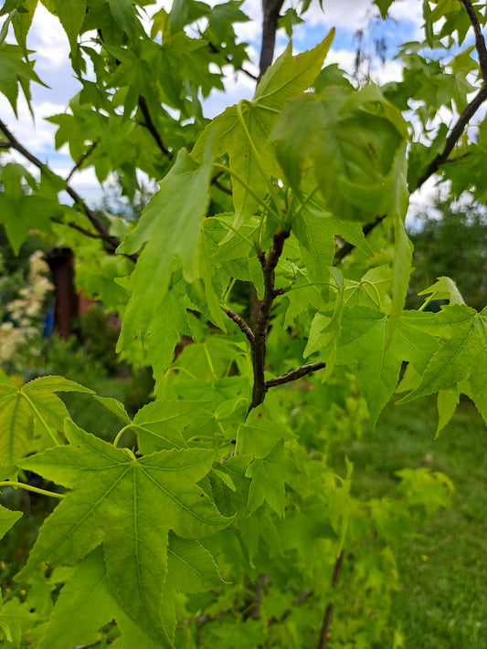 Liquidambar styraciflua -arborele de guma