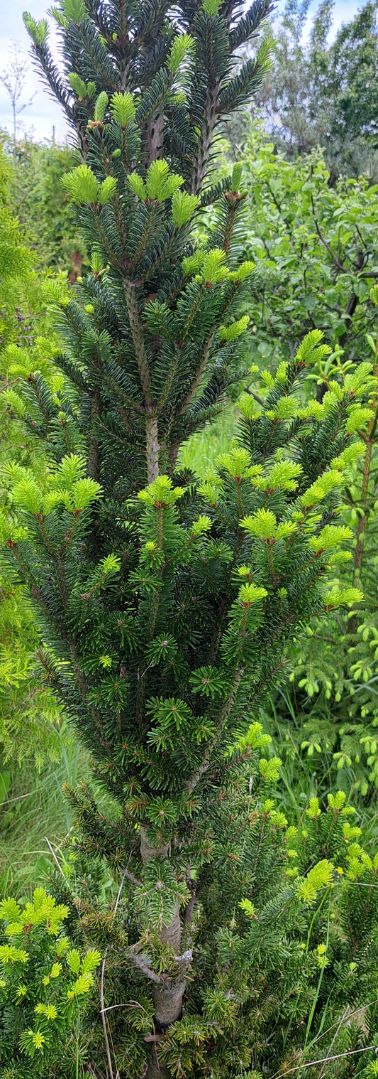 Brad conic - Abies alba 'Piramidalis'