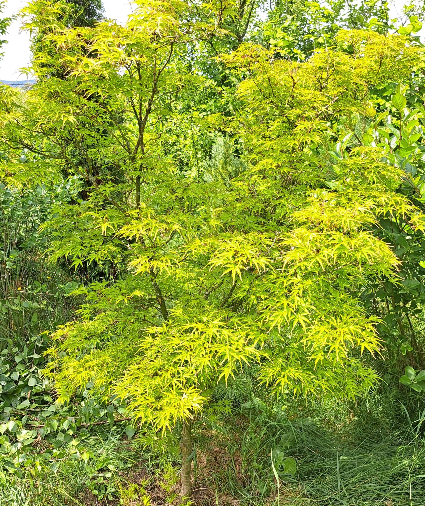 Artar japonez - Acer palmatum Kamagata