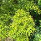 Artar japonez - Acer palmatum Kamagata