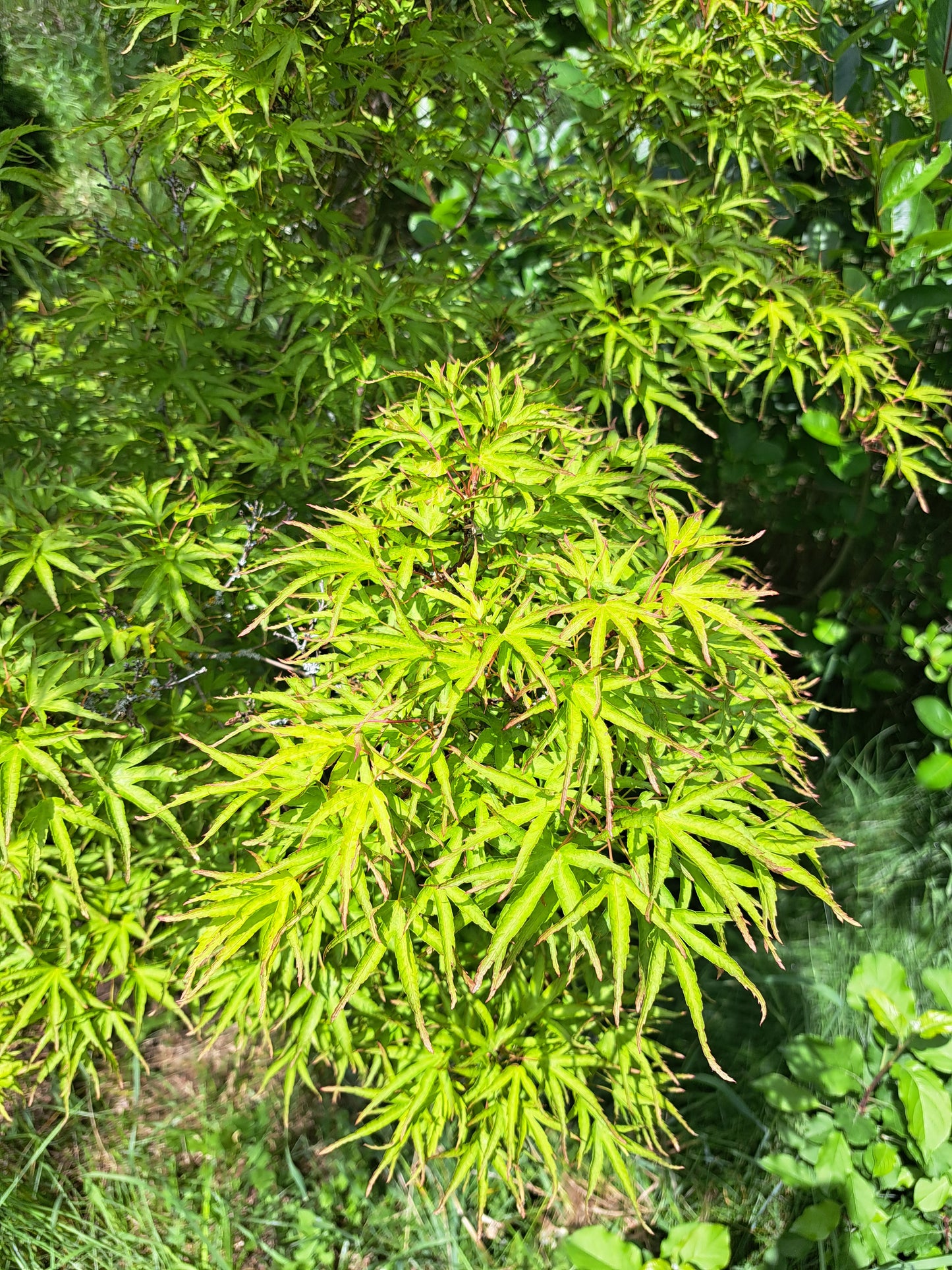 Artar japonez - Acer palmatum Kamagata