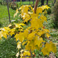 Artar caucazian auriu - Acer cappadocicum 'Aureum'