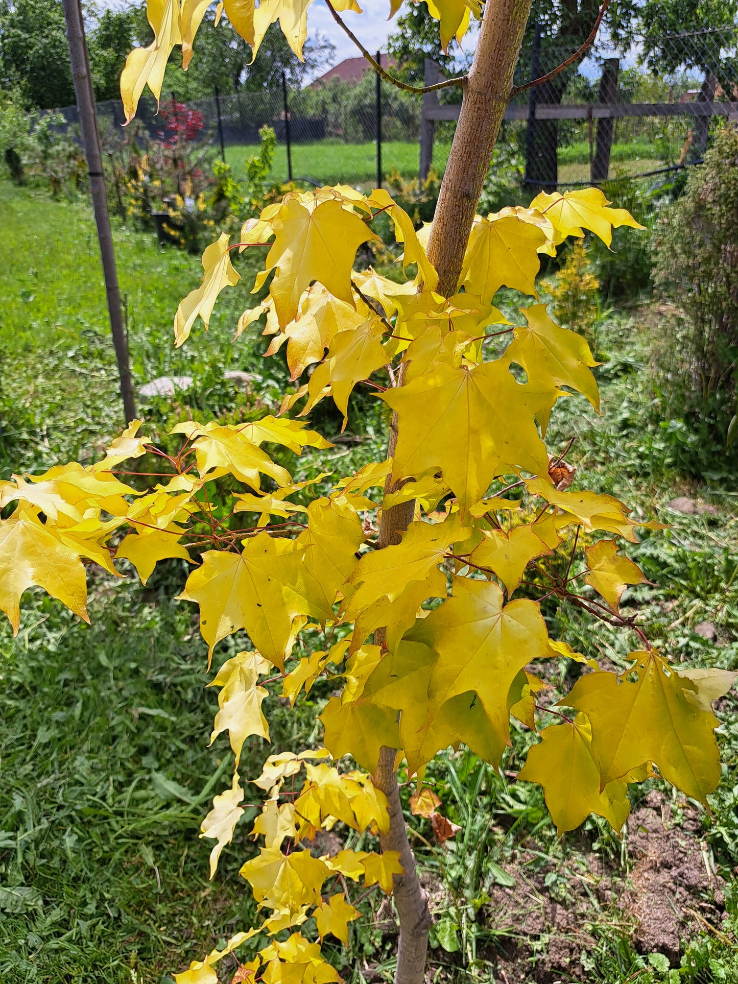 Artar caucazian auriu - Acer cappadocicum 'Aureum'