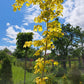 Artar caucazian auriu - Acer cappadocicum 'Aureum'