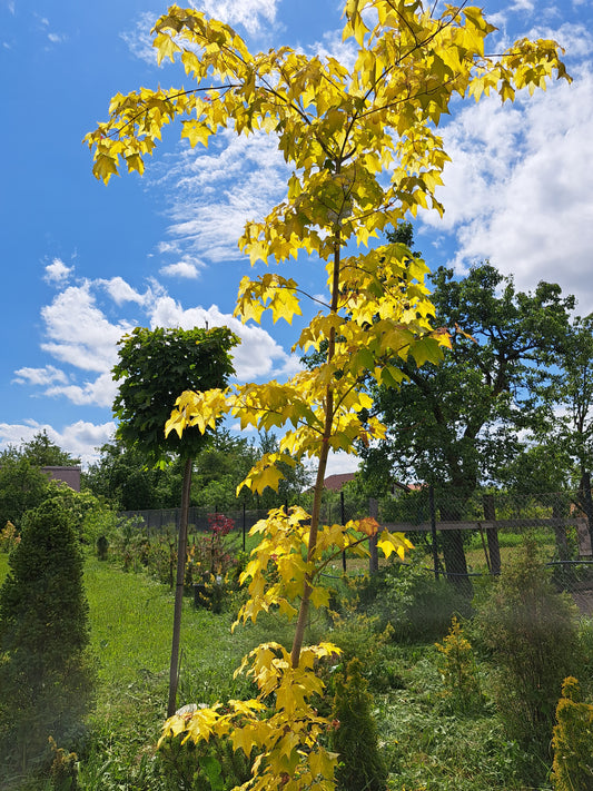 Artar caucazian auriu - Acer cappadocicum 'Aureum'