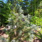 Arborele mamut Sequoia selectie albastra - Sequoiadendron giganteum Glaucum