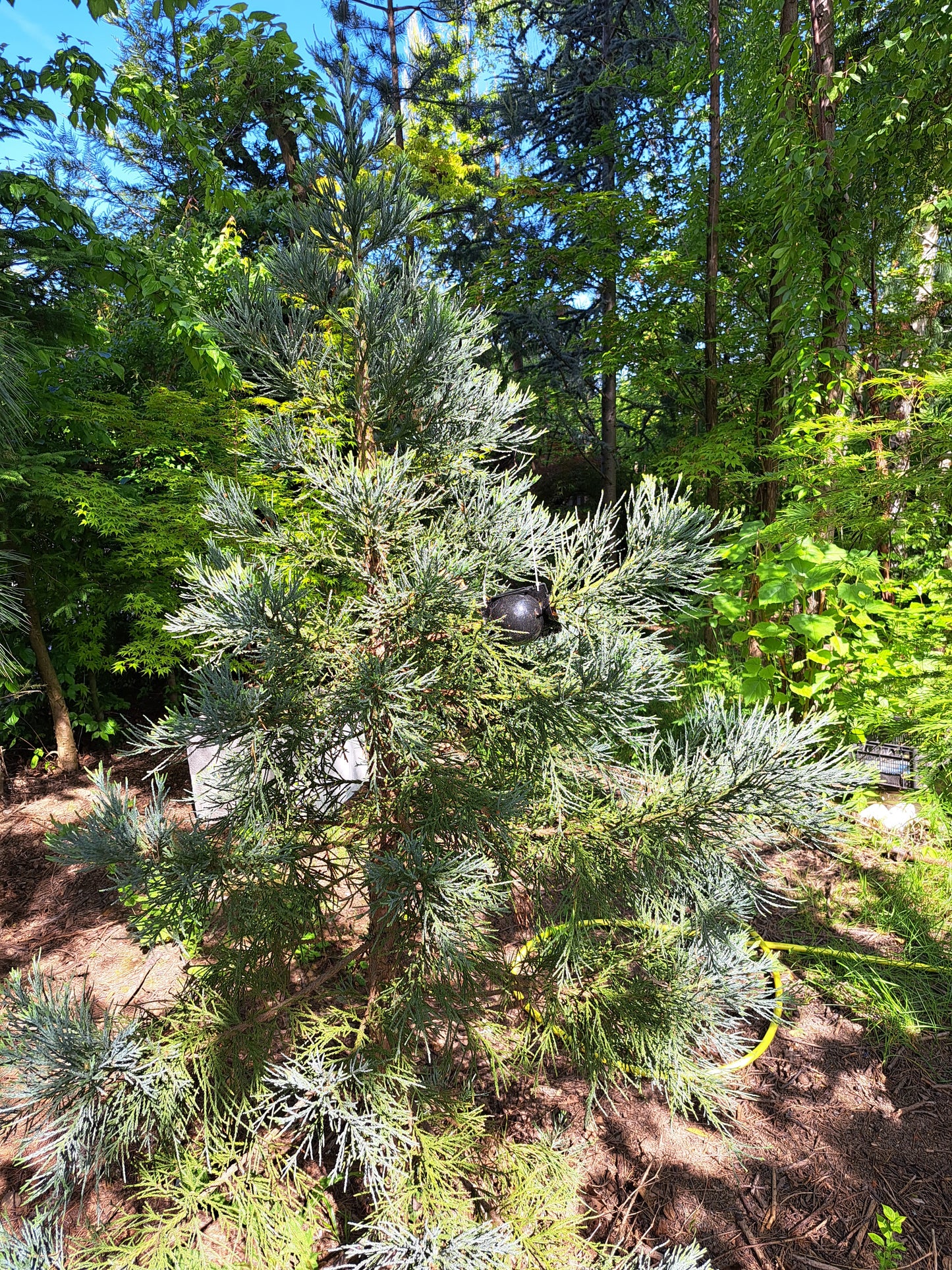 Arborele mamut Sequoia selectie albastra - Sequoiadendron giganteum Glaucum