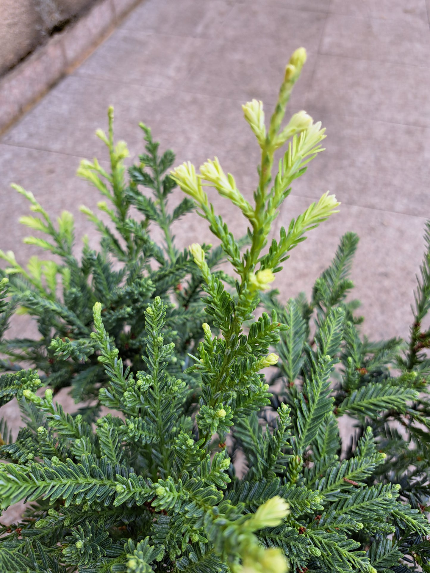 Sequoiadendron sempervirens 'Adpressa' - 35 cm