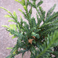 Sequoiadendron sempervirens 'Adpressa' - 35 cm