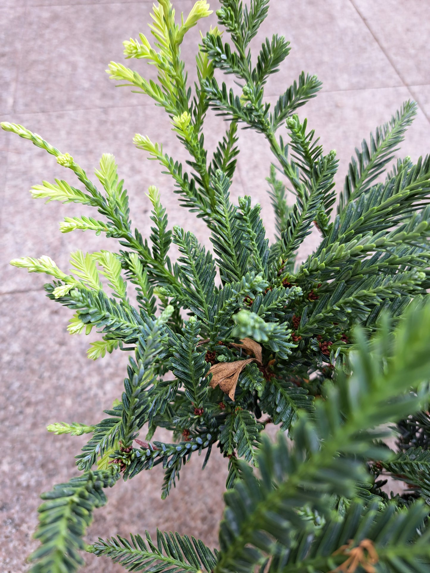 Sequoiadendron sempervirens 'Adpressa' - 35 cm