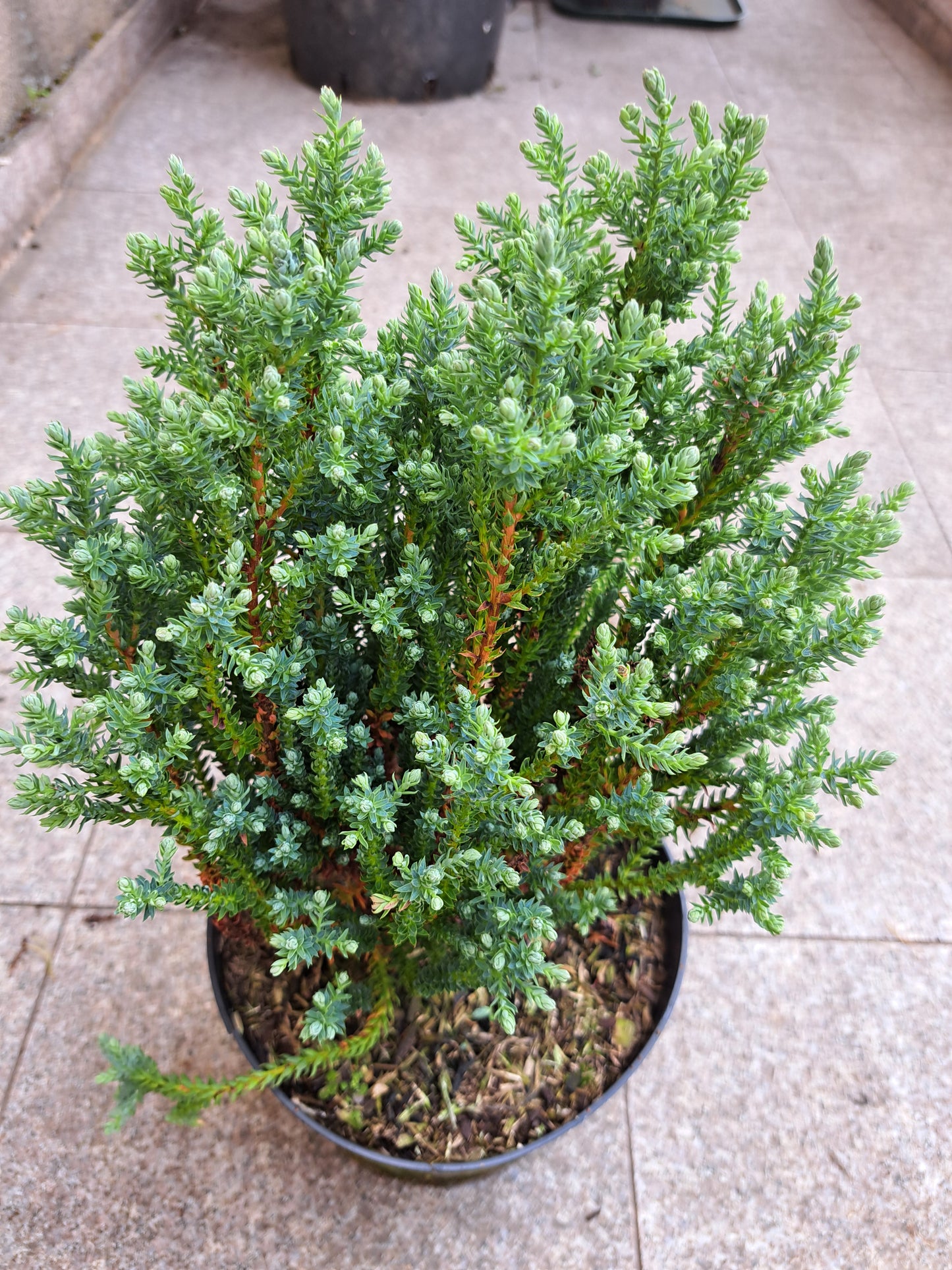 Chamaecyparis thyoides 'Versent' (BLUE ROCK) - 30-40 cm