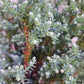 Chamaecyparis thyoides 'Versent' (BLUE ROCK) - 30-40 cm