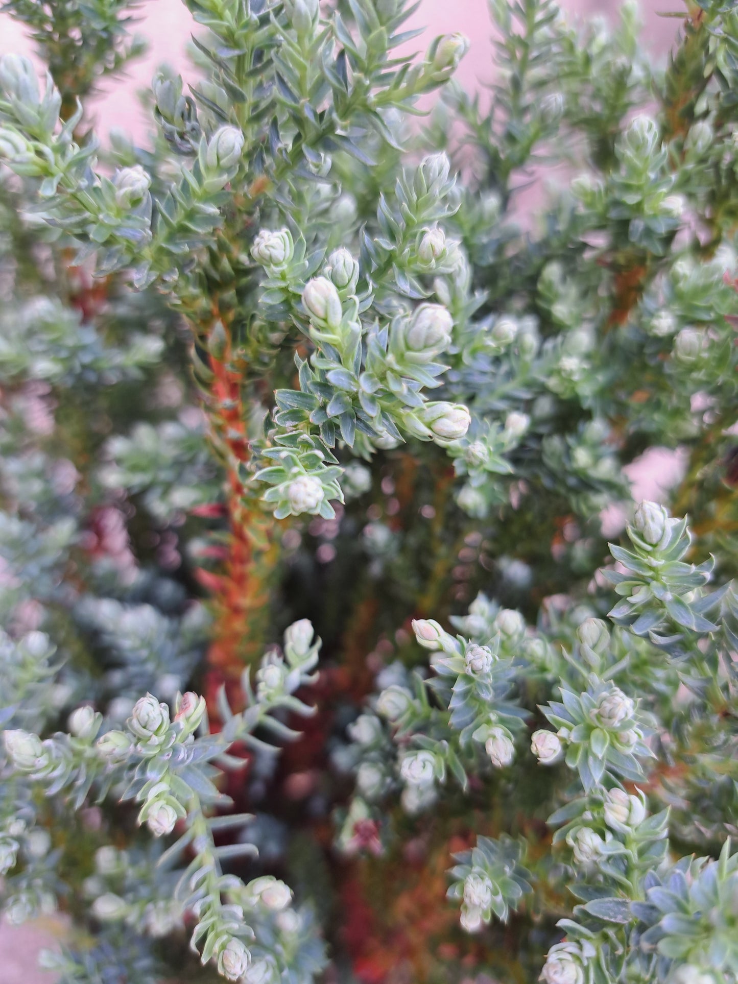 Chamaecyparis thyoides 'Versent' (BLUE ROCK) - 30-40 cm