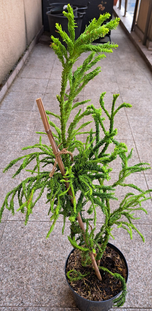 Cryptomeria japonica 'Kyara Gold' - 60-70 cm