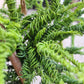 Cryptomeria japonica 'Kyara Gold' - 60-70 cm