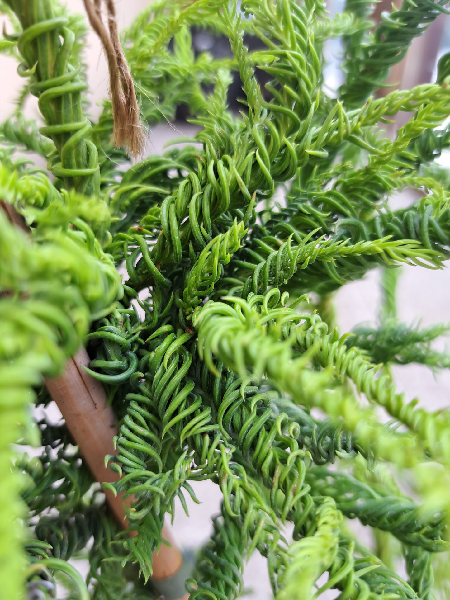 Cryptomeria japonica 'Kyara Gold' - 60-70 cm