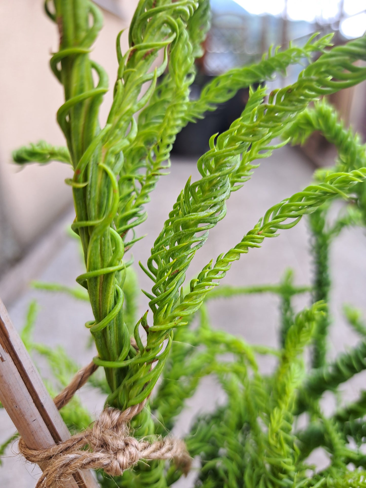 Cryptomeria japonica 'Kyara Gold' - 60-70 cm