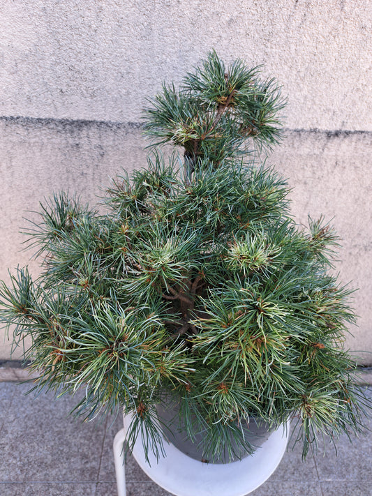 Pinus Parviflora 'Tani mano uki'