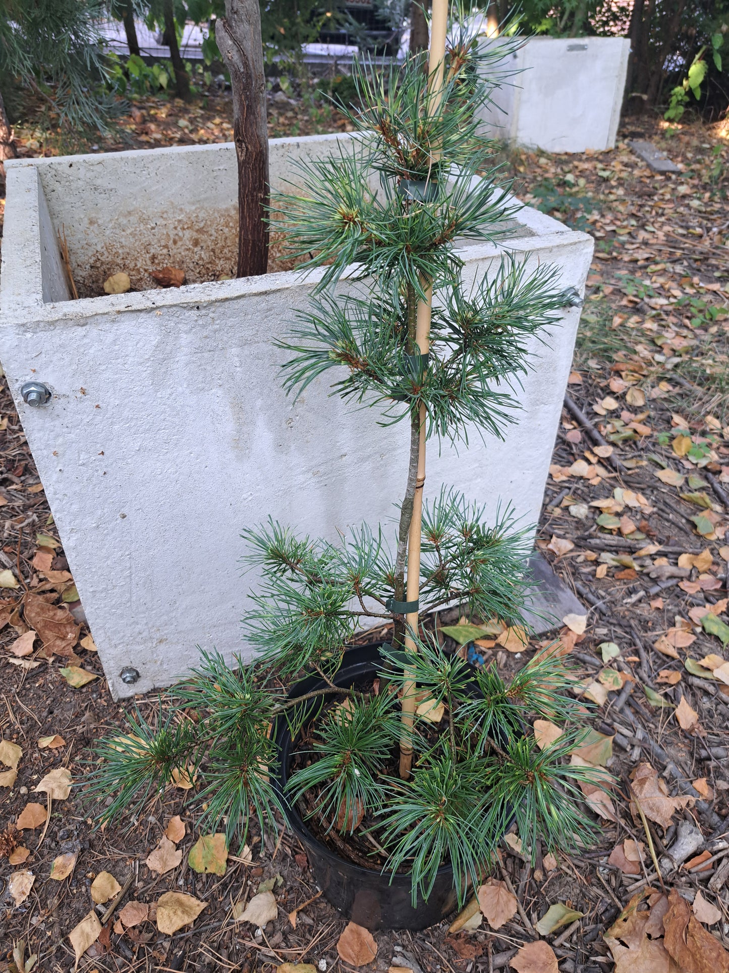 Pinus pariflora ‘Ogon-janome’ - 40cm