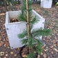 Pinus contorta Taylor's Sunburst - 50 cm - Raritate