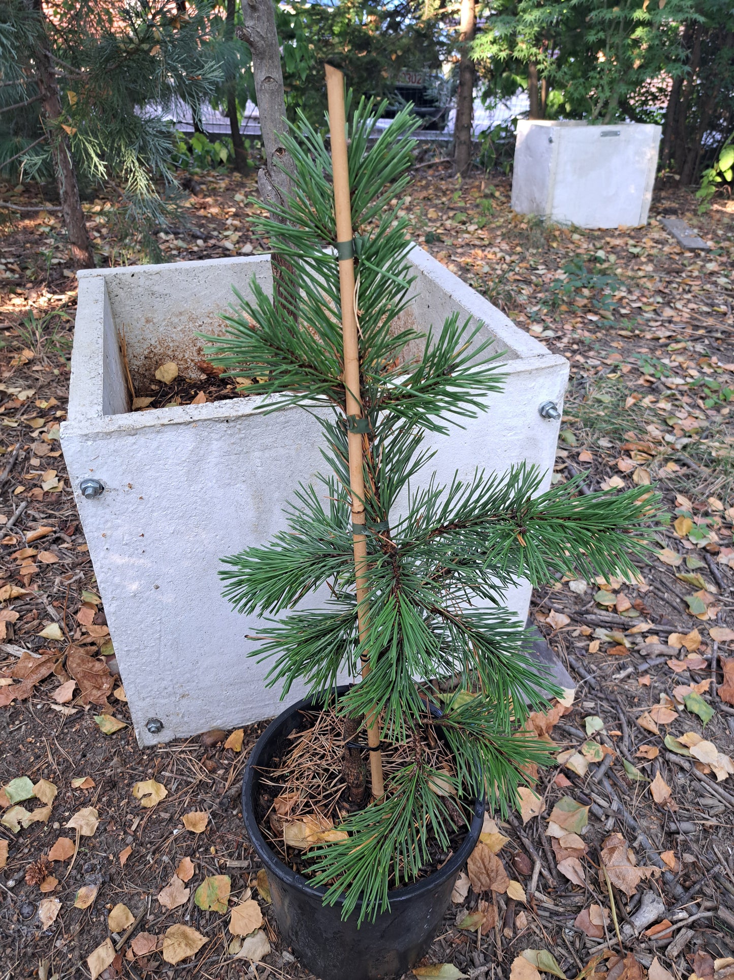 Pinus contorta Taylor's Sunburst - 50 cm - Raritate