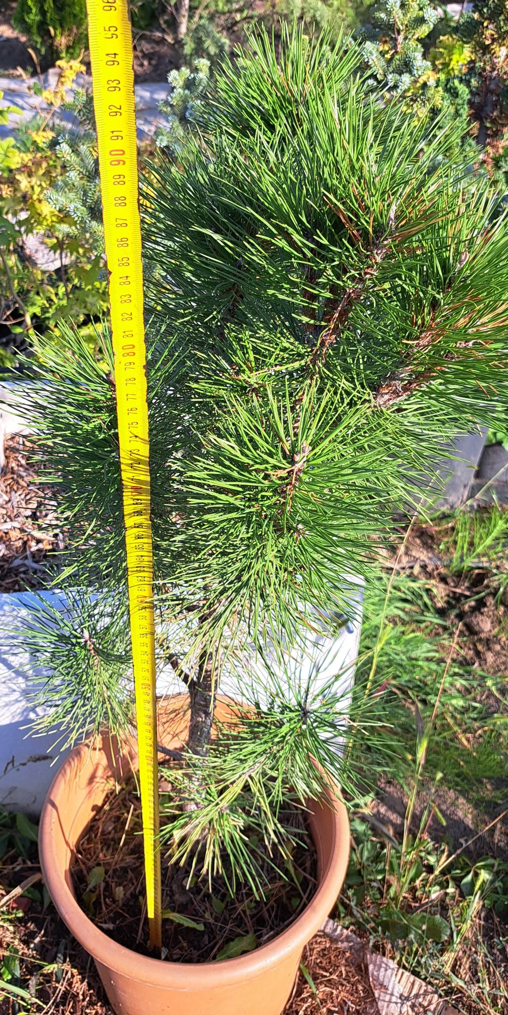 Pinus nigra 'Green Tower' 90-100 cm