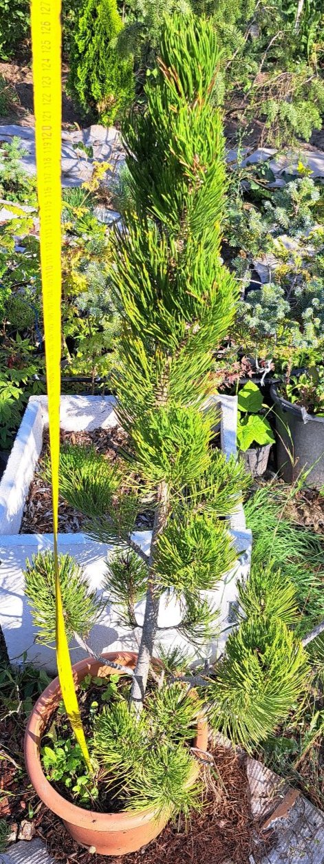 Pinus leucodermis 'Satellit' - 1,2m