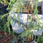 Juniperus Communis 'Horstmann Weeping' - 60-80 cm