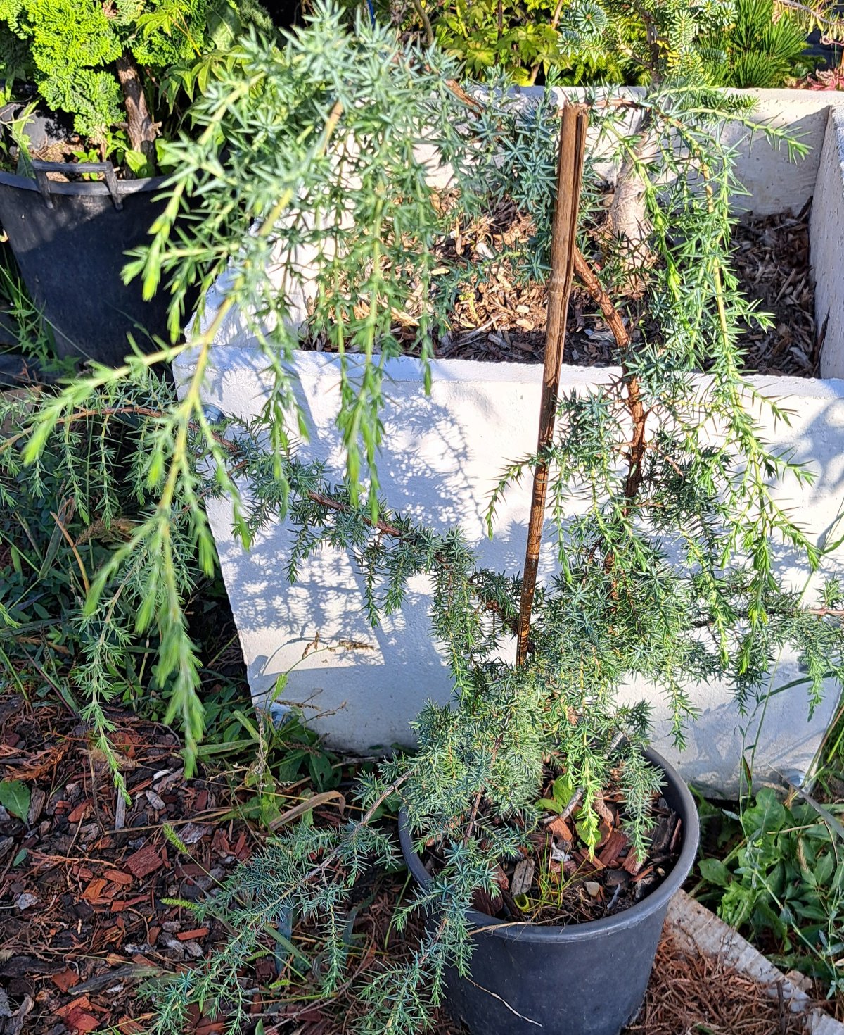 Juniperus Communis 'Horstmann Weeping' - 60-80 cm