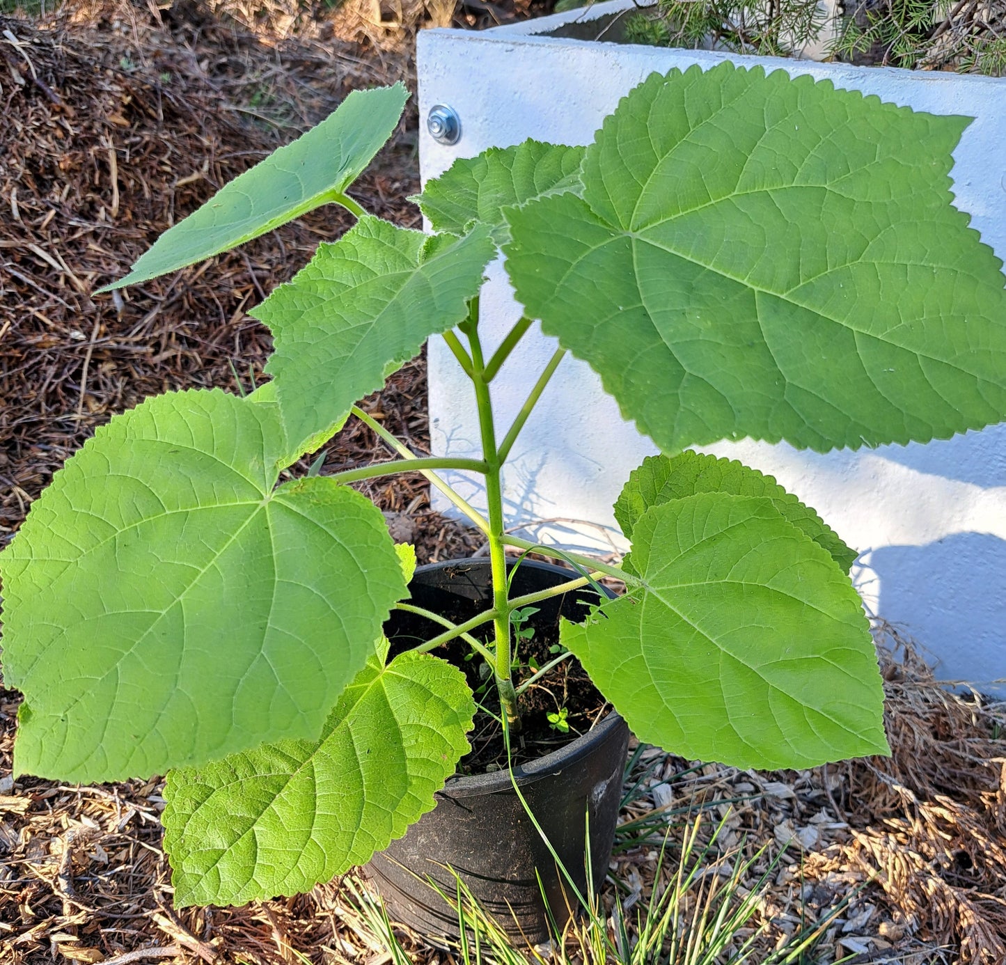 Paulownia tomentosa - 20-30 cm