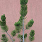 Pinus leucodermis 'Satellit' - 1,2m