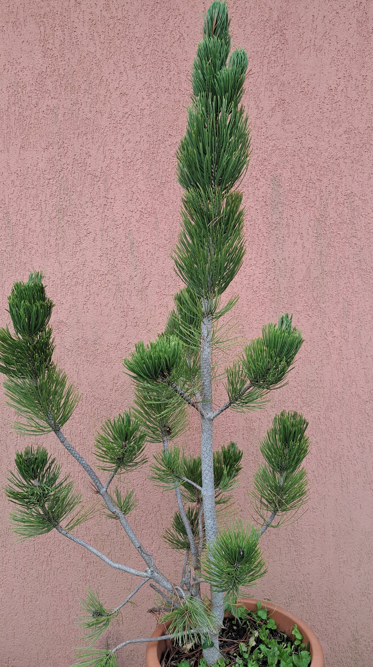 Pinus leucodermis 'Satellit' - 1,2m