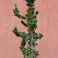 Chamaecyparis laws. Wissel's Saguaro - 1.6 m