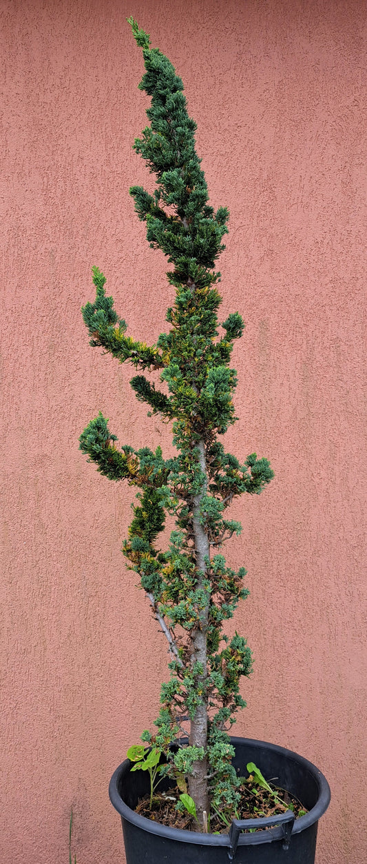 Chamaecyparis laws. Wissel's Saguaro - 1.6 m