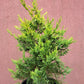 Chiparos leylandii "Gold Rider" - 90 cm